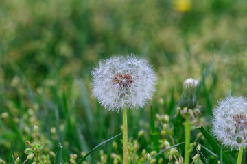 Dandelion Seed Head on blurry background macro close-up meadow white flowers in green grass.