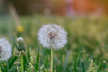 Dandelion flower in meadow seeds head in field fluffy blow ball.