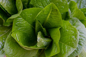 Starring Down at Romaine Lettuce