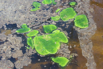 Bright Green Algae in Canal