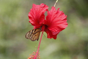 butterfly taking nectar from a flower.