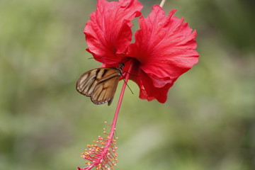 butterfly taking nectar from a flower.