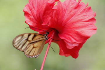 butterfly taking nectar from a flower.