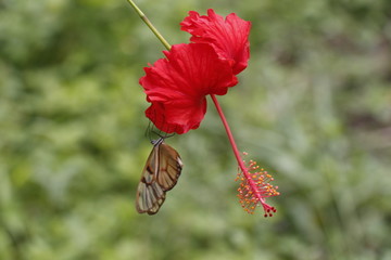 butterfly taking nectar from a flower.