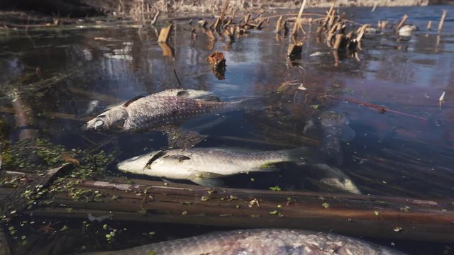 ecological disaster on the dead fish lake