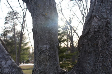 Obraz premium sun shining through tress