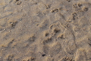 footprints in the sand