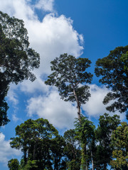 Silhouettes of trees against the blue sky and multi-colored clouds. Koh Phangan. Thailand.