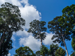Against the blue sky and multi-colored clouds, crowns of tropical trees. Koh Phangan. Thailand
