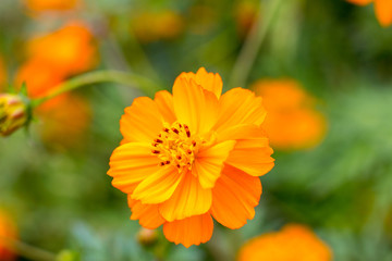 orange flower in the garden