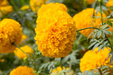 yellow flowers in garden