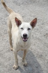 cute white dog in country Thailand
