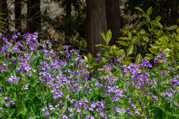 上中のしだれ桃