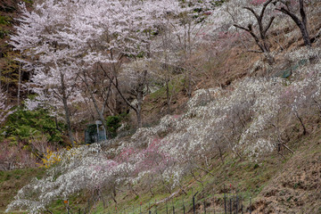 上中のしだれ桃
