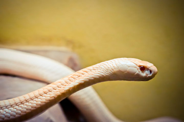 Albino king cobra