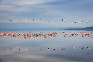 Flamingos flying in a line, reflected on Lake Nakuru, Kenya