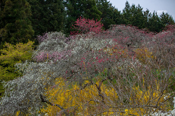 上中のしだれ桃