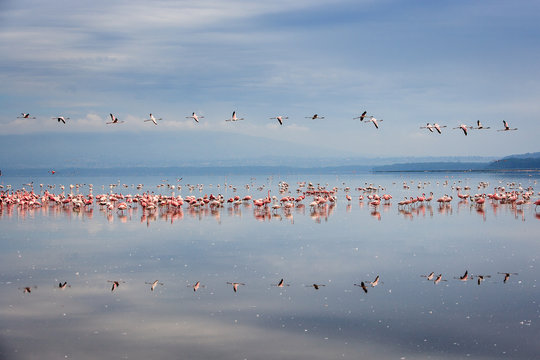 Flamingos flying in a line, reflected on Lake Nakuru, Kenya