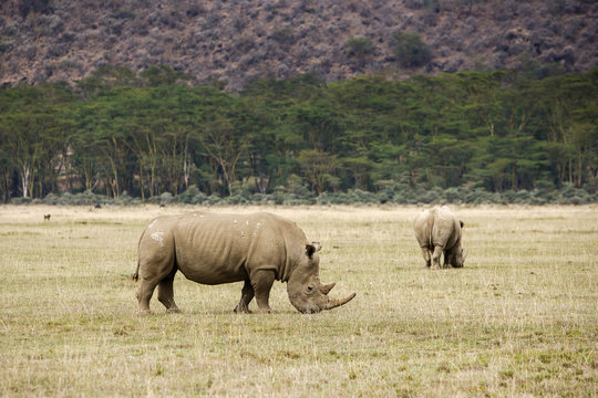 White Rhinoceros graze at Lake Nakuru, Kenya