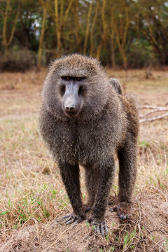 Male Olive Baboon in Lake Nakuru, Kenya