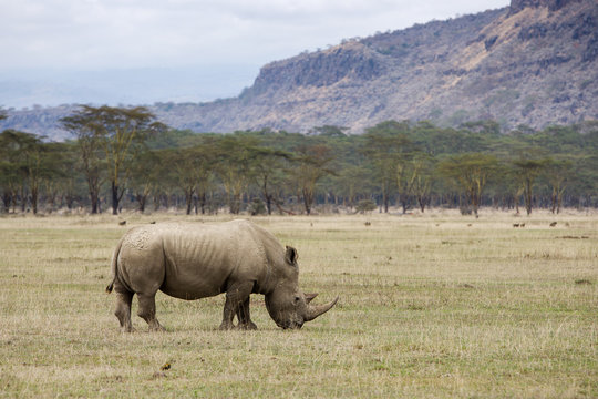 White Rhinoceros grazing at Lake Nakuru, Kenya