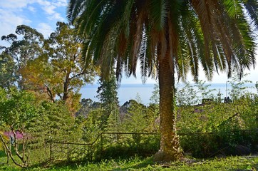 Fototapeta premium The Black Sea coast in the subtropical zone.