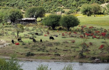 Group of cattle in a green field by a river in a green countryside environment.