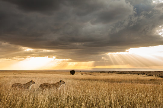 Two female Lions scan the horizon while dramatic clouds float over the Massai Mara, Kenya