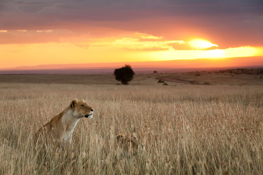 Vigilant Lions during sunset on the Massai Mara, Kenya