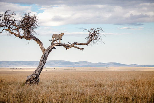Male cheetah standing in tree, Masai Mara, Kenya