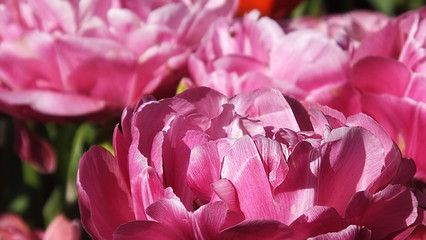 Tulips in Walled Gardens called Amazing Grace