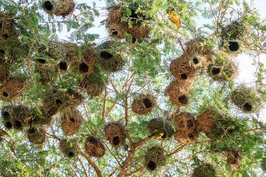 Cluster of Weaver Bird nests in Nakuru, Kenya