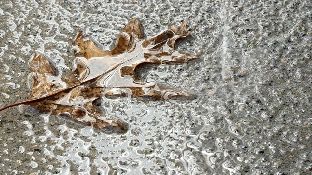 Water drops dripping on dead oak leaf on concrete sidewalk. Zoom out.
