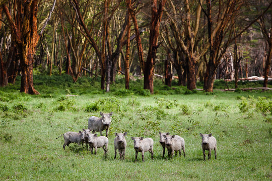 A family of Warthogs in Lake Nakuru, Kenya