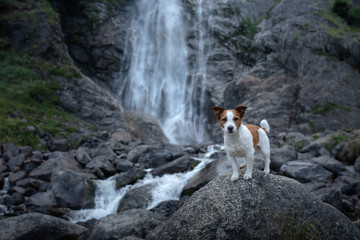 brave Jack Russell terrier standing on a stone at the waterfall. Little dog near the water in nature.
