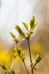 Admiral flower, Forsythia Viridissima