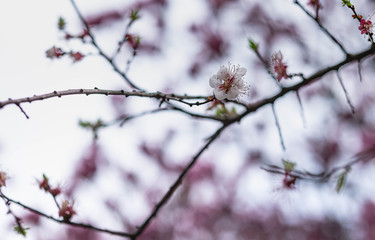 Cherry blossom with the blue sky.