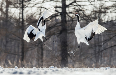 Dancing Cranes. The ritual marriage dance of cranes. The red-crowned crane . Scientific name: Grus japonensis, also called the Japanese crane or Manchurian crane.