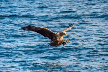 White-tailed eagle fishing. Blue Ocean Background. Scientific name: Haliaeetus albicilla, also known as the ern, erne, gray eagle, Eurasian sea eagle and white-tailed sea-eagle. Natural habitat