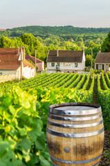 Champagne vineyards with old wooden barrel on row vine green grape in champagne vineyards background at montagne de reims, France