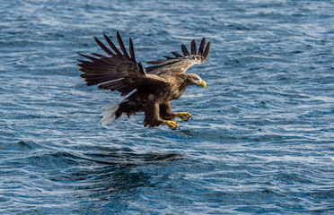 White-tailed eagle fishing. Blue Ocean Background. Scientific name: Haliaeetus albicilla, also known as the ern, erne, gray eagle, Eurasian sea eagle and white-tailed sea-eagle. Natural habitat