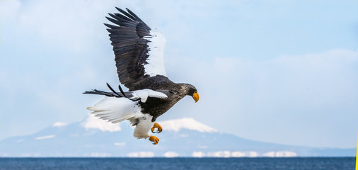 Steller's sea eagle landing.  Scientific name: Haliaeetus pelagicus. Snow covered mountains, blue sky and ocean background.  Winter Season.