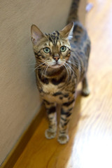 Bengal Cat waiting