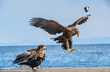White-tailed eagle is landing. Scientific name: Haliaeetus albicilla, also known as the ern, erne, gray eagle, Eurasian sea eagle and white-tailed sea-eagle.