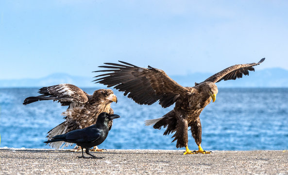 White-tailed eagle is landing. Scientific name: Haliaeetus albicilla, also known as the ern, erne, gray eagle, Eurasian sea eagle and white-tailed sea-eagle.