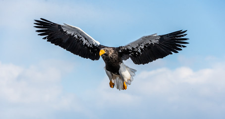 Steller's sea eagle in flight. Blue sky background. Scientific name: Haliaeetus pelagicus. Natural Habitat. Winter Season.