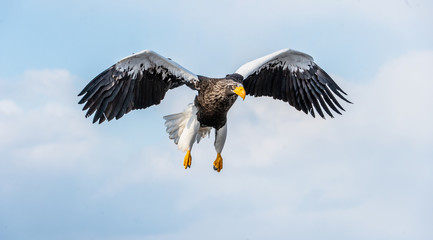 Steller's sea eagle in flight. Blue sky background. Scientific name: Haliaeetus pelagicus. Natural Habitat. Winter Season.