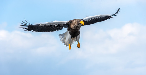 Steller's sea eagle in flight. Blue sky background. Scientific name: Haliaeetus pelagicus. Natural Habitat. Winter Season.