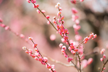 大阪城公園の梅