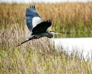 A great blue heron taking off in a salt-marsh in the low country of South Carolina.